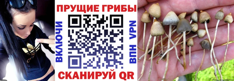 Псилоцибиновые грибы MAGIC MUSHROOMS  цены   Краснознаменск 